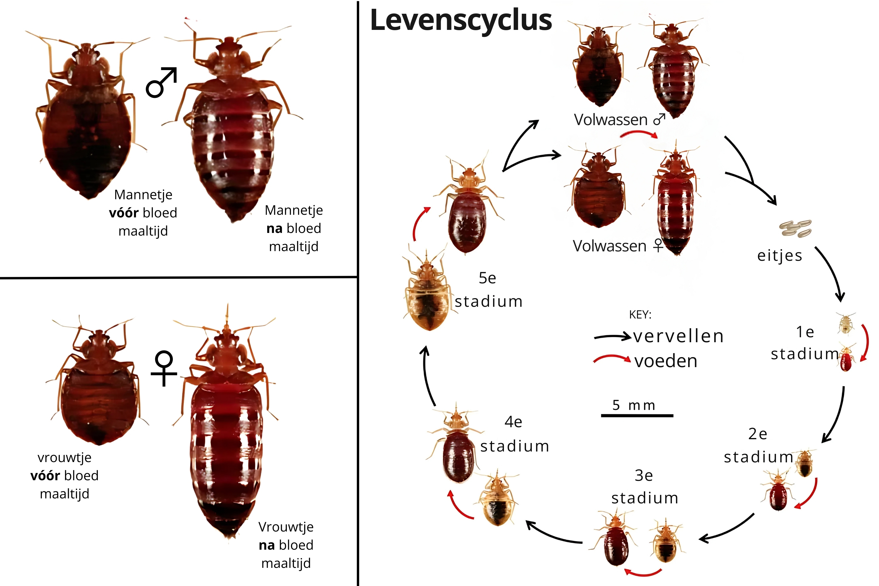 Levenscyclus van de bedwants